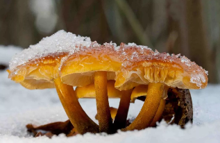 L'hiver champignons