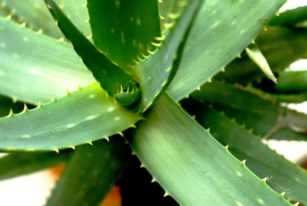 Aloe pour la puissance masculine