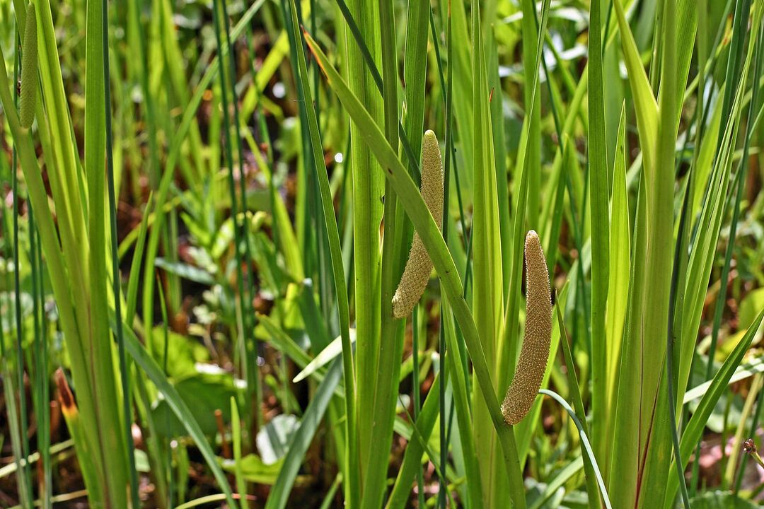 Herbe douce pour la puissance