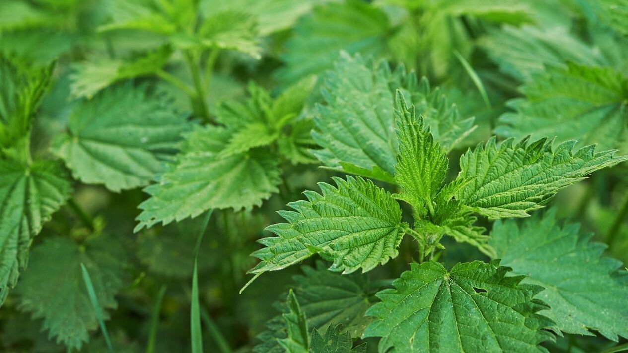 Ortie aux herbes pour la puissance