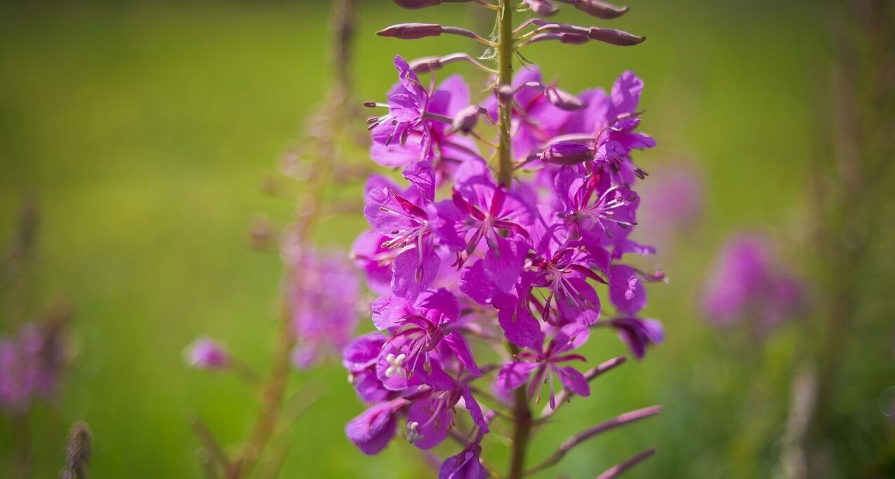 Willowherb pour la santé des hommes